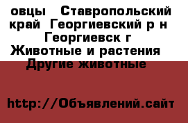 овцы - Ставропольский край, Георгиевский р-н, Георгиевск г. Животные и растения » Другие животные   